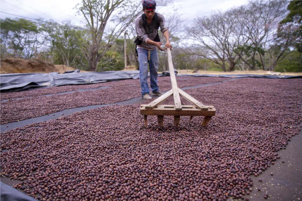 La Picona. Cafe de Nicaragua - Image 4