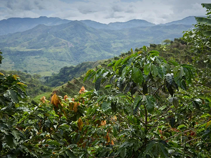 La Pradera . Berry infused fermentación, Anaerobic Honey. Café de Colombia - Image 2