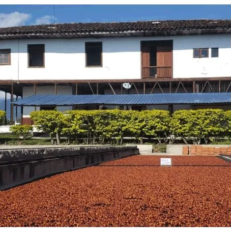 La Pradera . Berry infused fermentación, Anaerobic Honey. Café de Colombia - Image 3