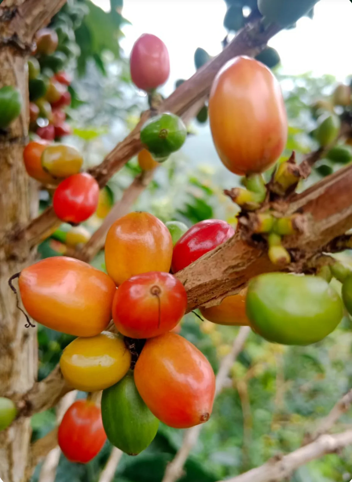 La Reserva. Café de Colombia - Image 2