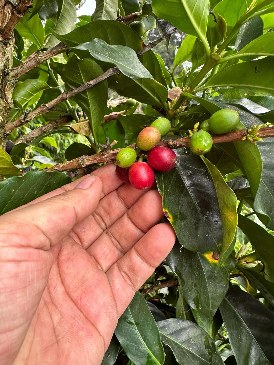 La Reserva Lychee . Café de Colombia. - Image 2