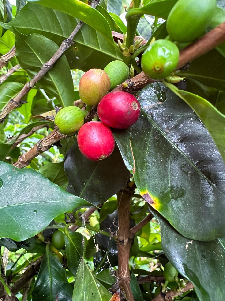 La Reserva Lychee . Café de Colombia. - Image 3