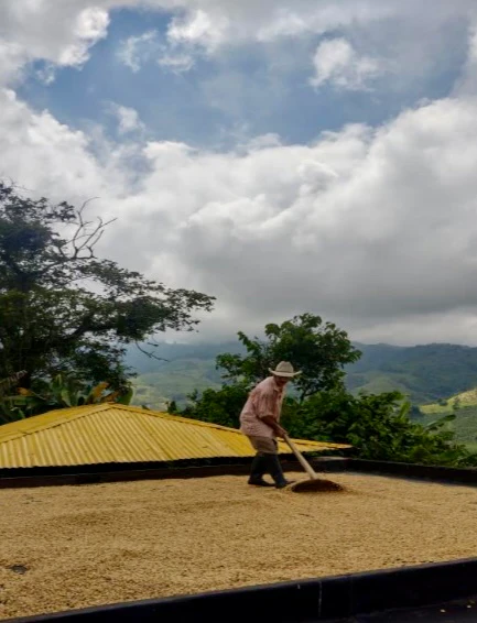 La Sirena Apricot. Café de Colombia - Image 3