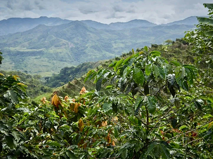 La Sirena . Peach infused fermentación, Anaerobic Honey. Café de Colombia - Image 2