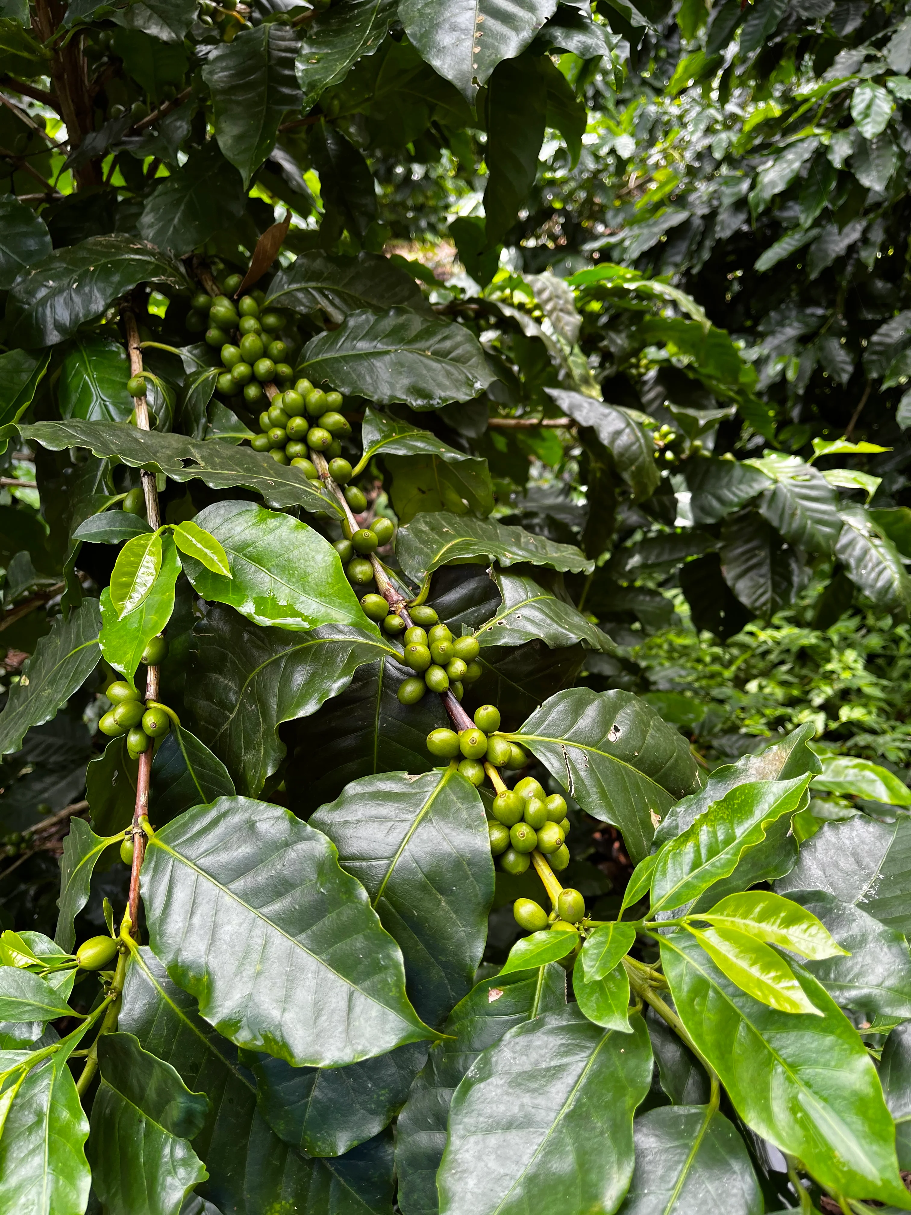 La Vega. Cafe de El Salvador - Image 3