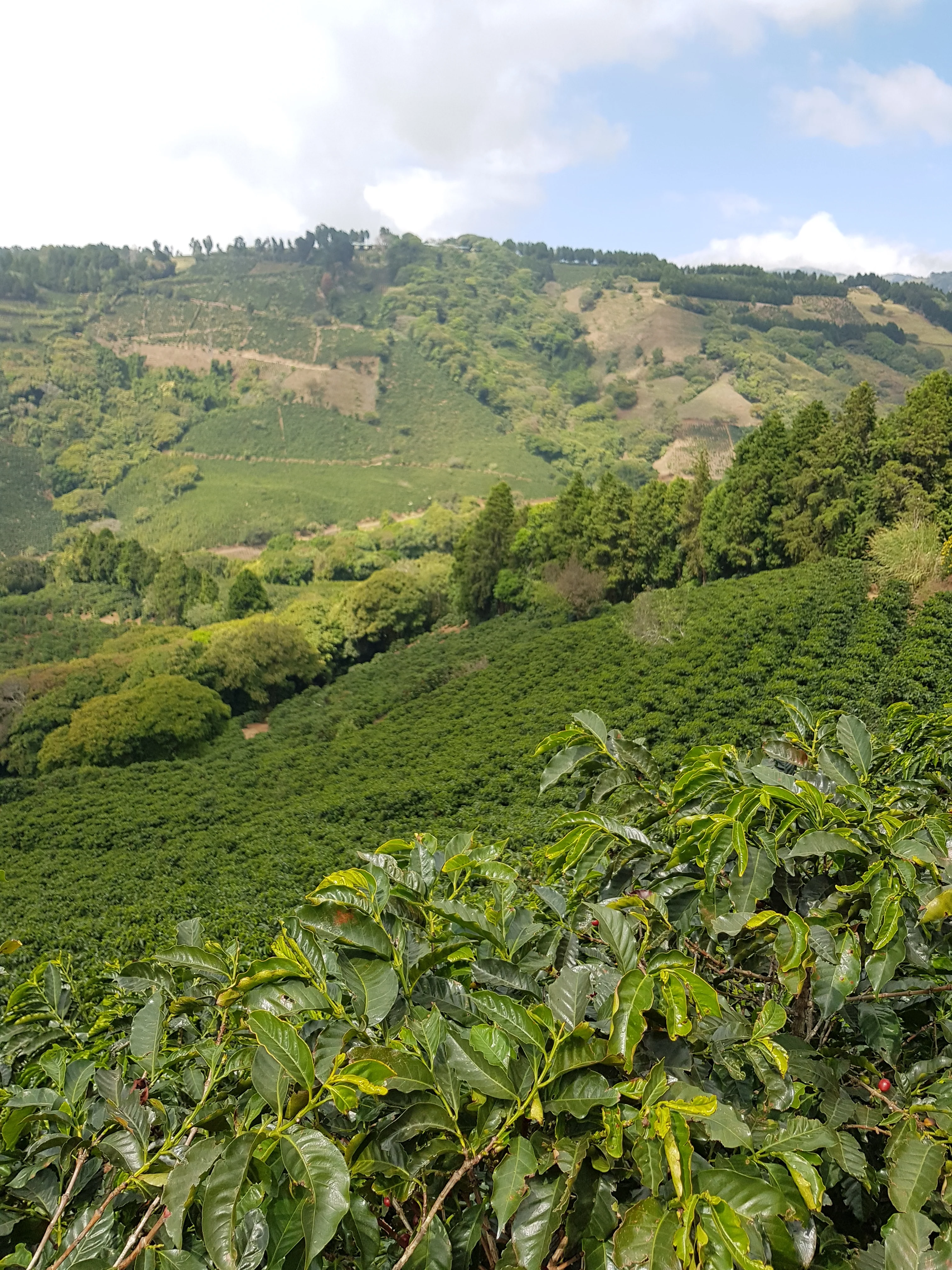 La Victoria. Café de Costa Rica - Image 2