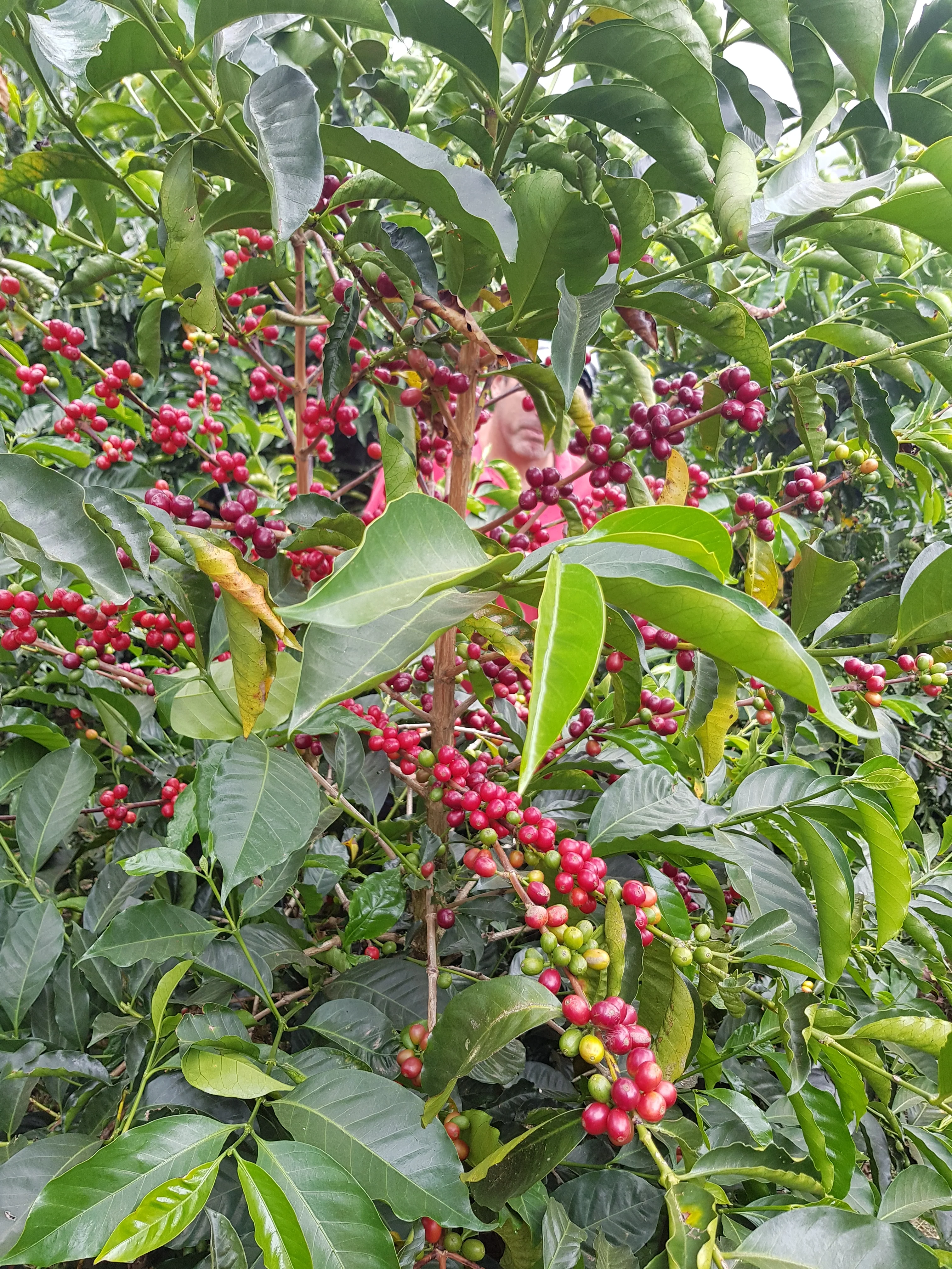 La Victoria. Café de Costa Rica - Image 3