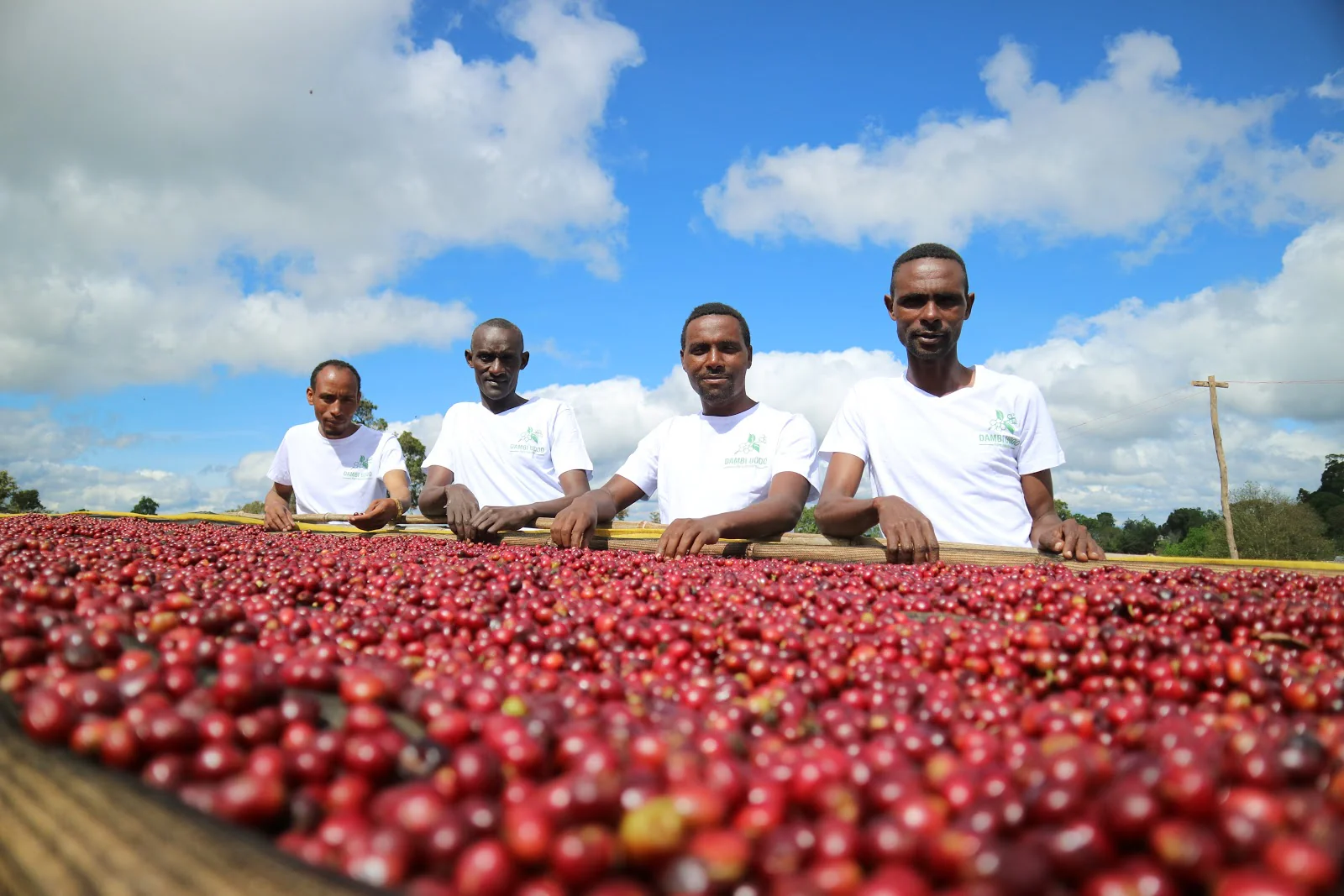 Laayoo. Cafe de Etiopia - Image 2