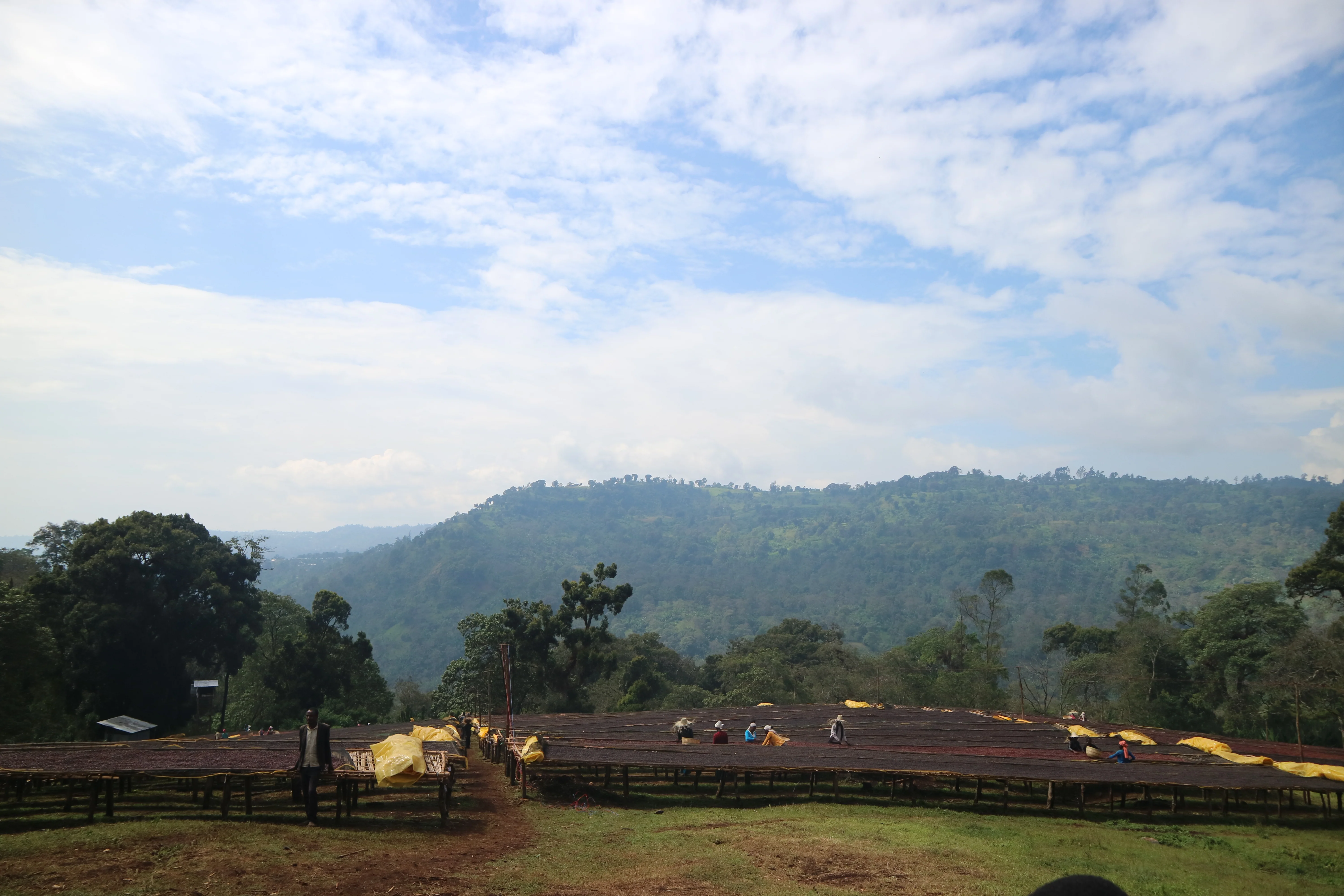 Laayoo. Cafe de Etiopia - Image 3