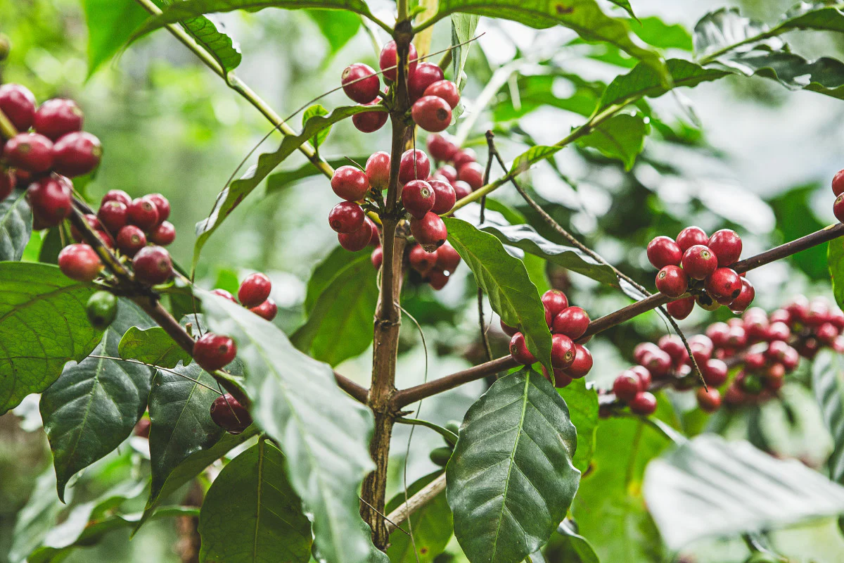 Las Camelias. Cafe De Guatemala - Image 3
