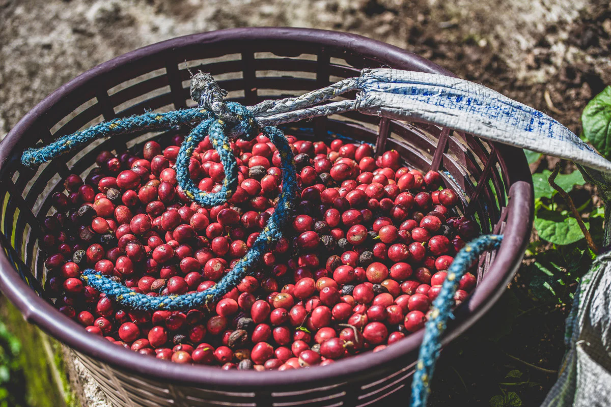 Las Camelias. Cafe De Guatemala - Image 4