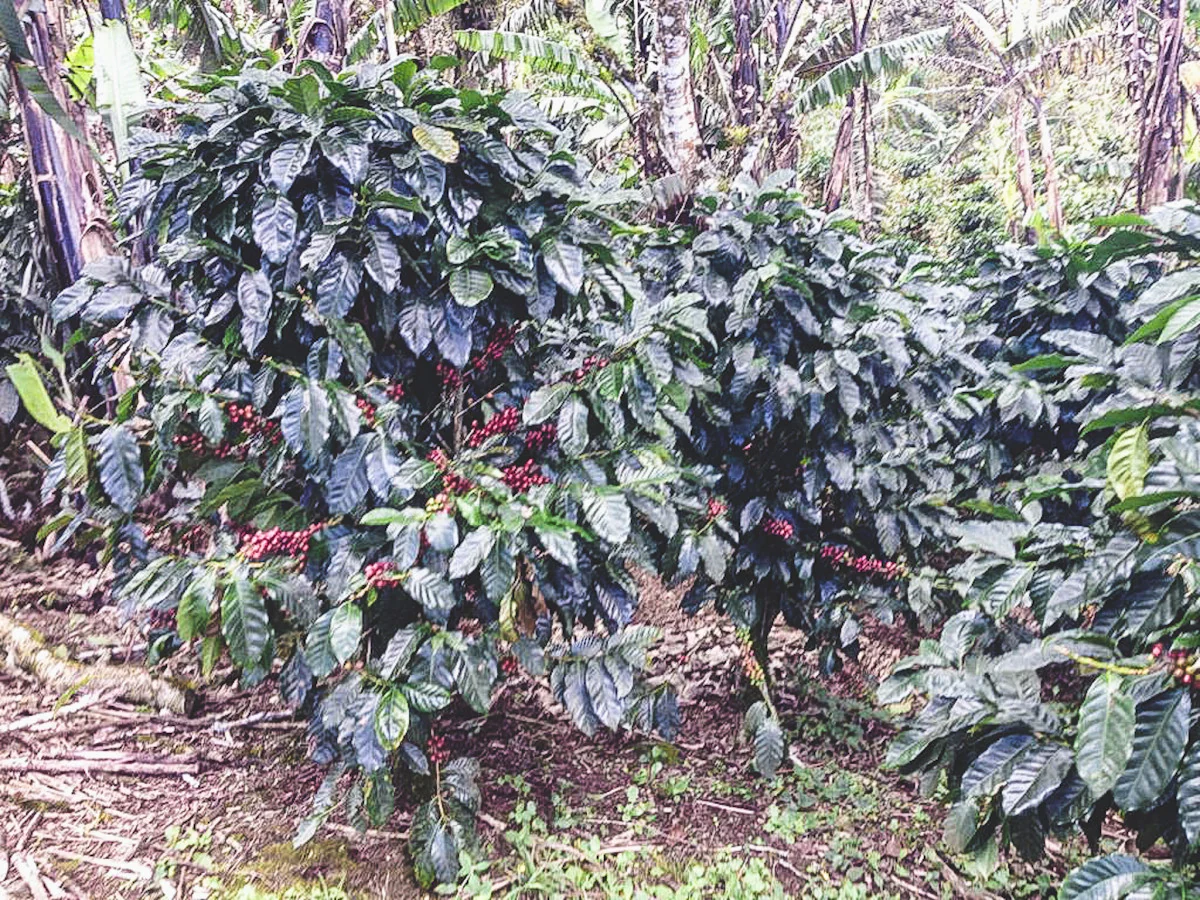 Las Cumbres. Cafe de Nicaragua - Image 2