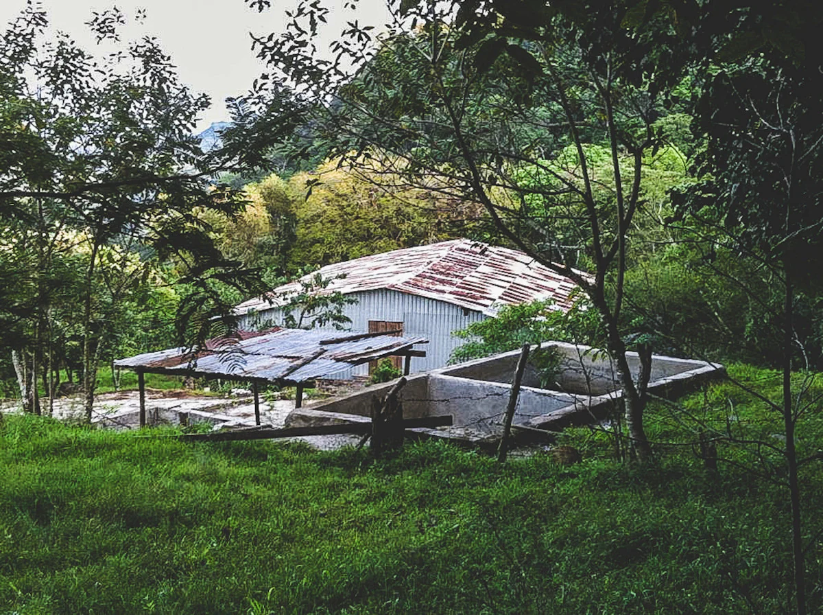 Las Cumbres. Cafe de Nicaragua - Image 4
