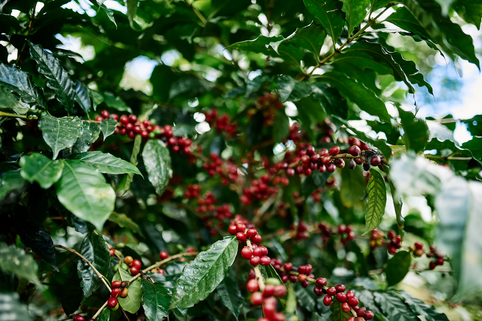 Las Lajas. Café de Costa Rica - Image 3