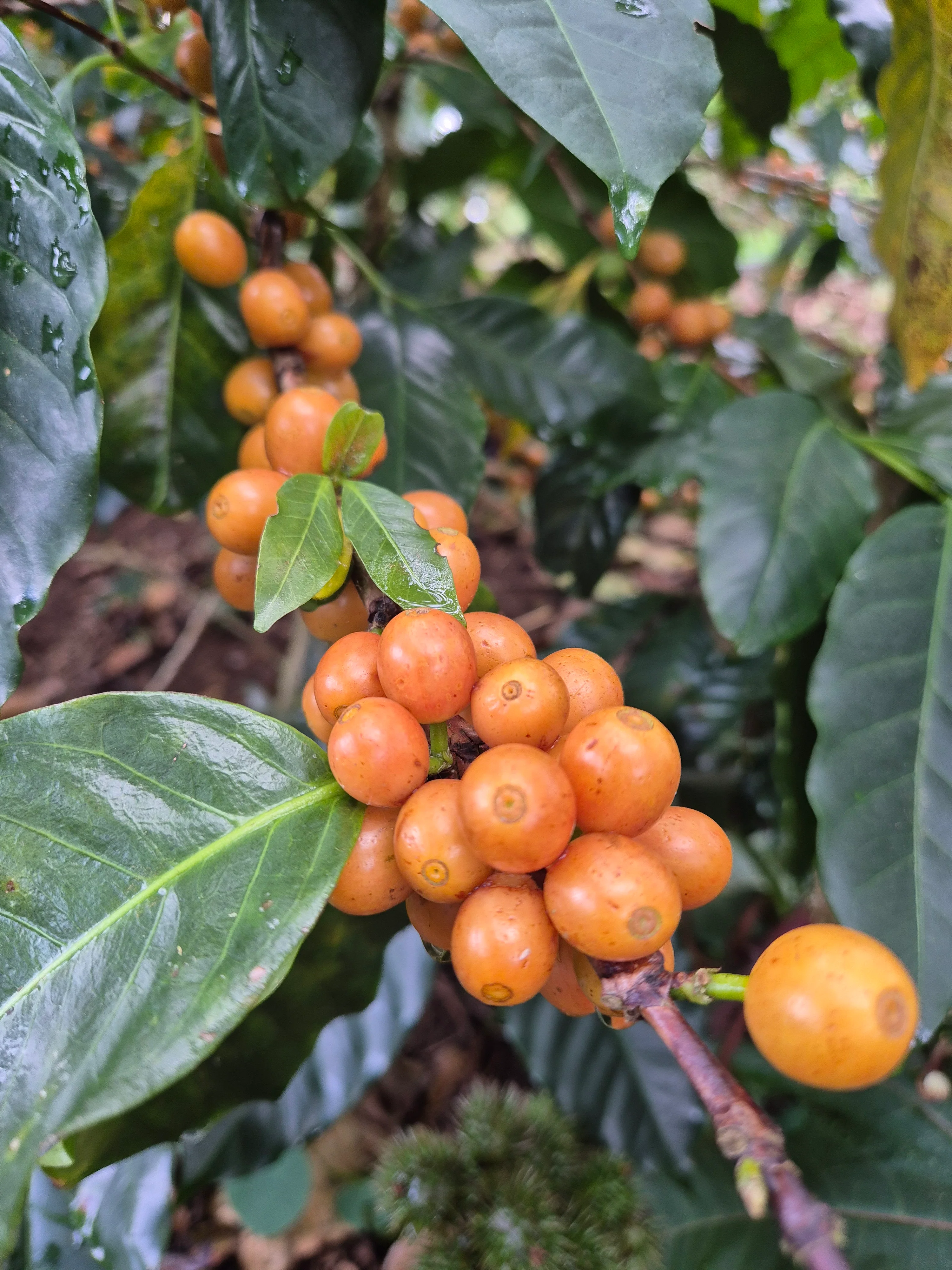 Las Mercedes. Cafe de El Salvador - Image 3