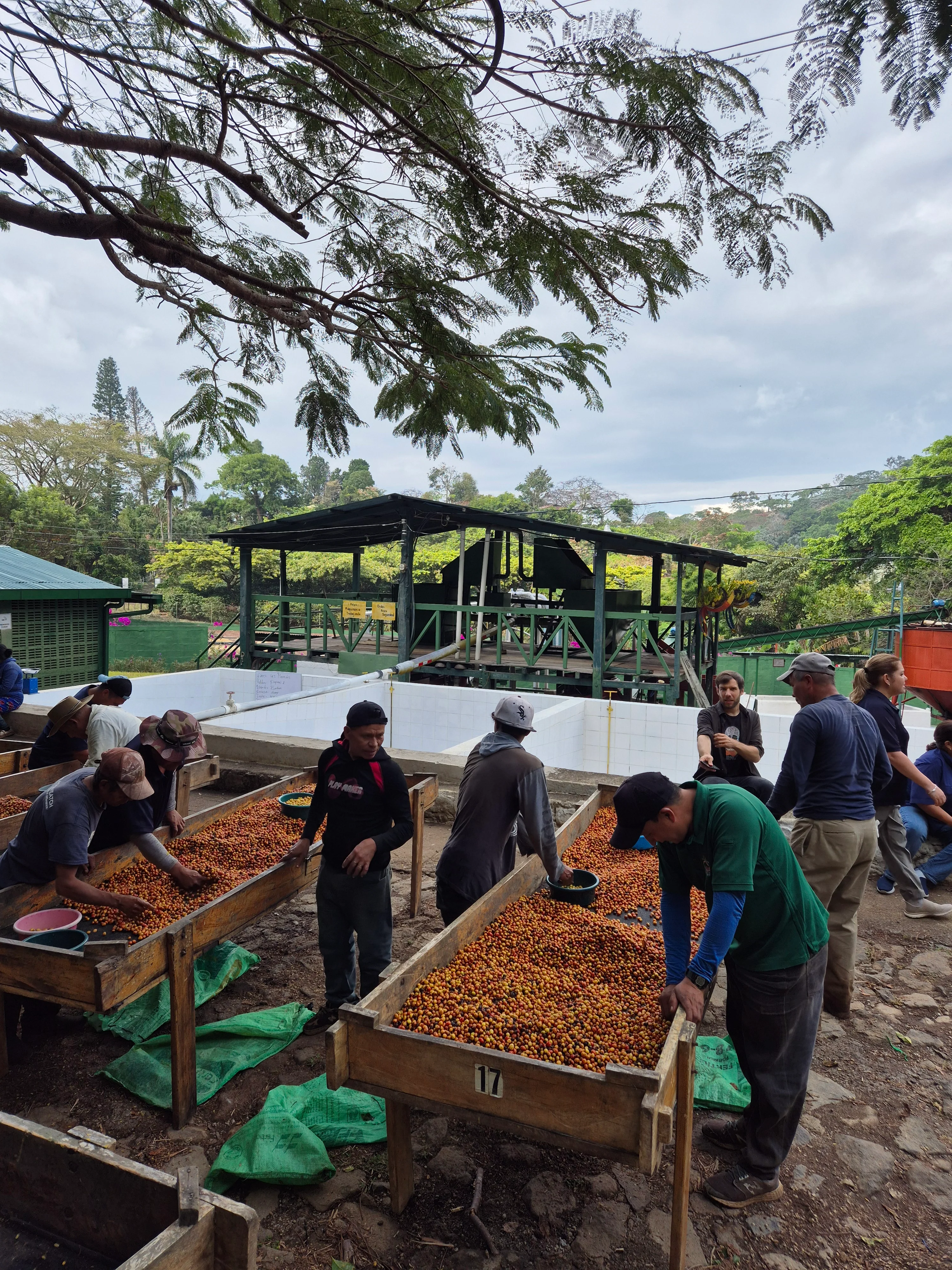 Las Mercedes. Cafe de El Salvador - Image 4