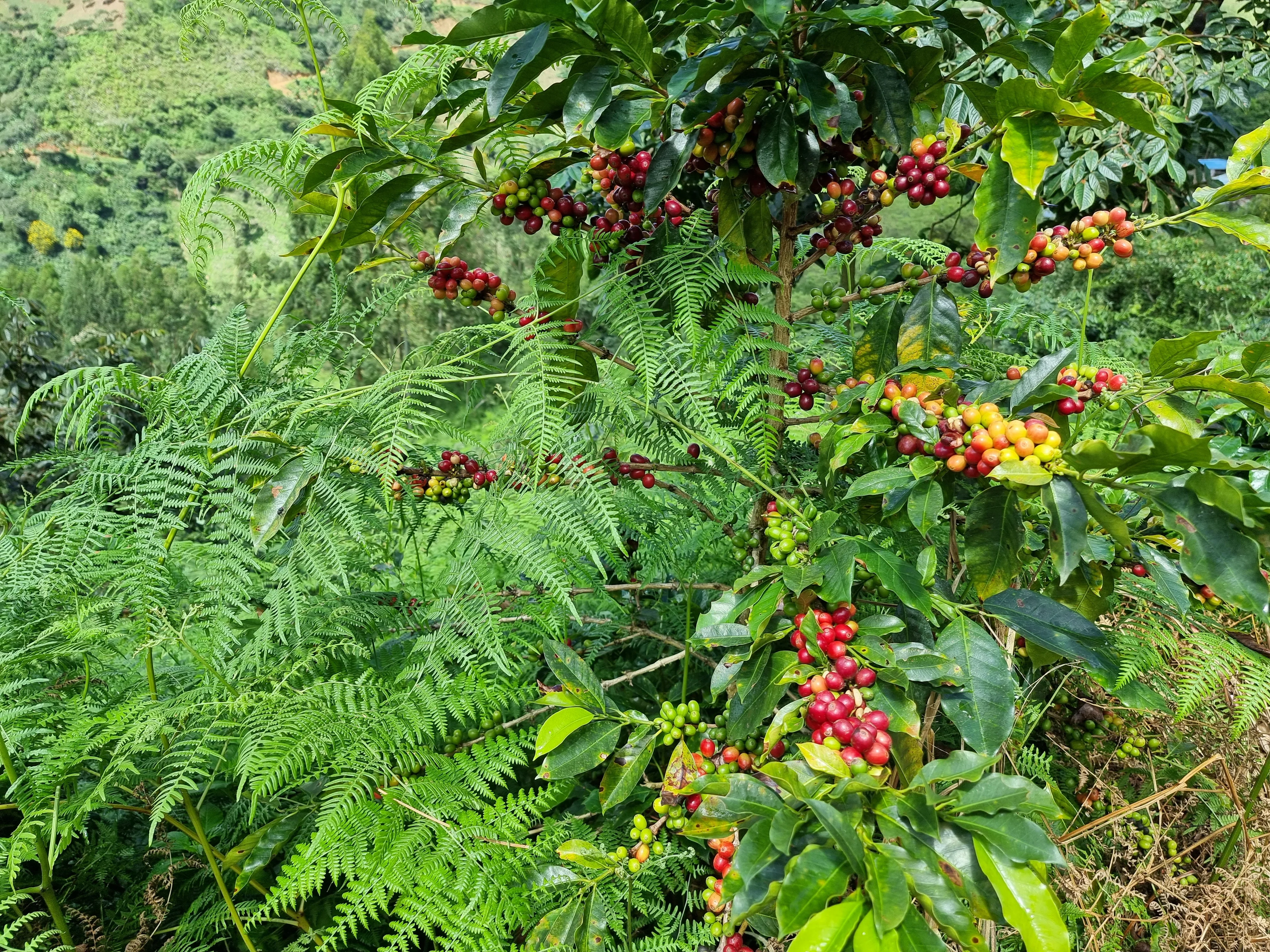 Las Vistas. Café de Perú - Image 3