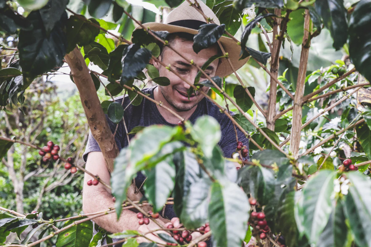 Manjar Blanco. Café de Colombia - Image 2