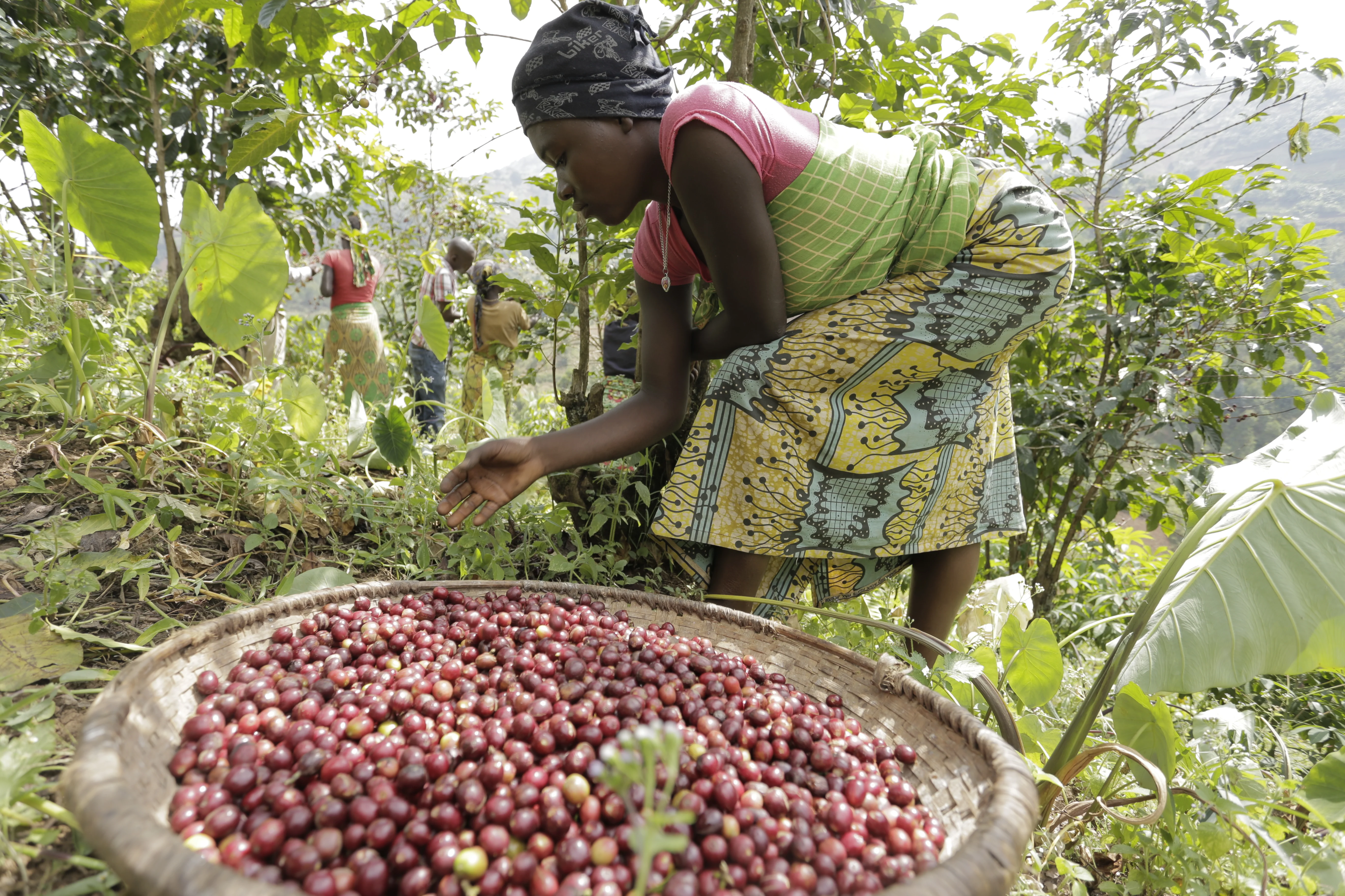 Masenga. Café de Burundi. - Image 2