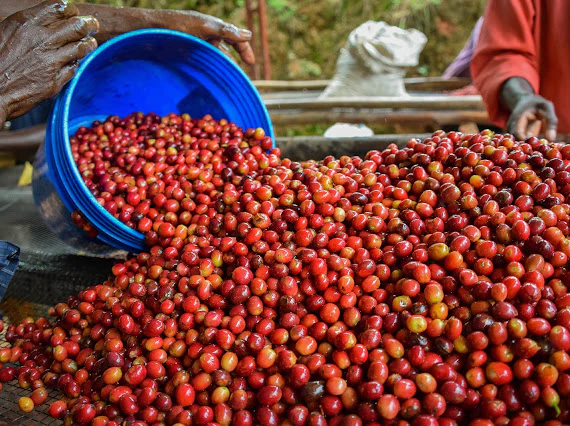 Masenga. Café de Burundi. - Image 3