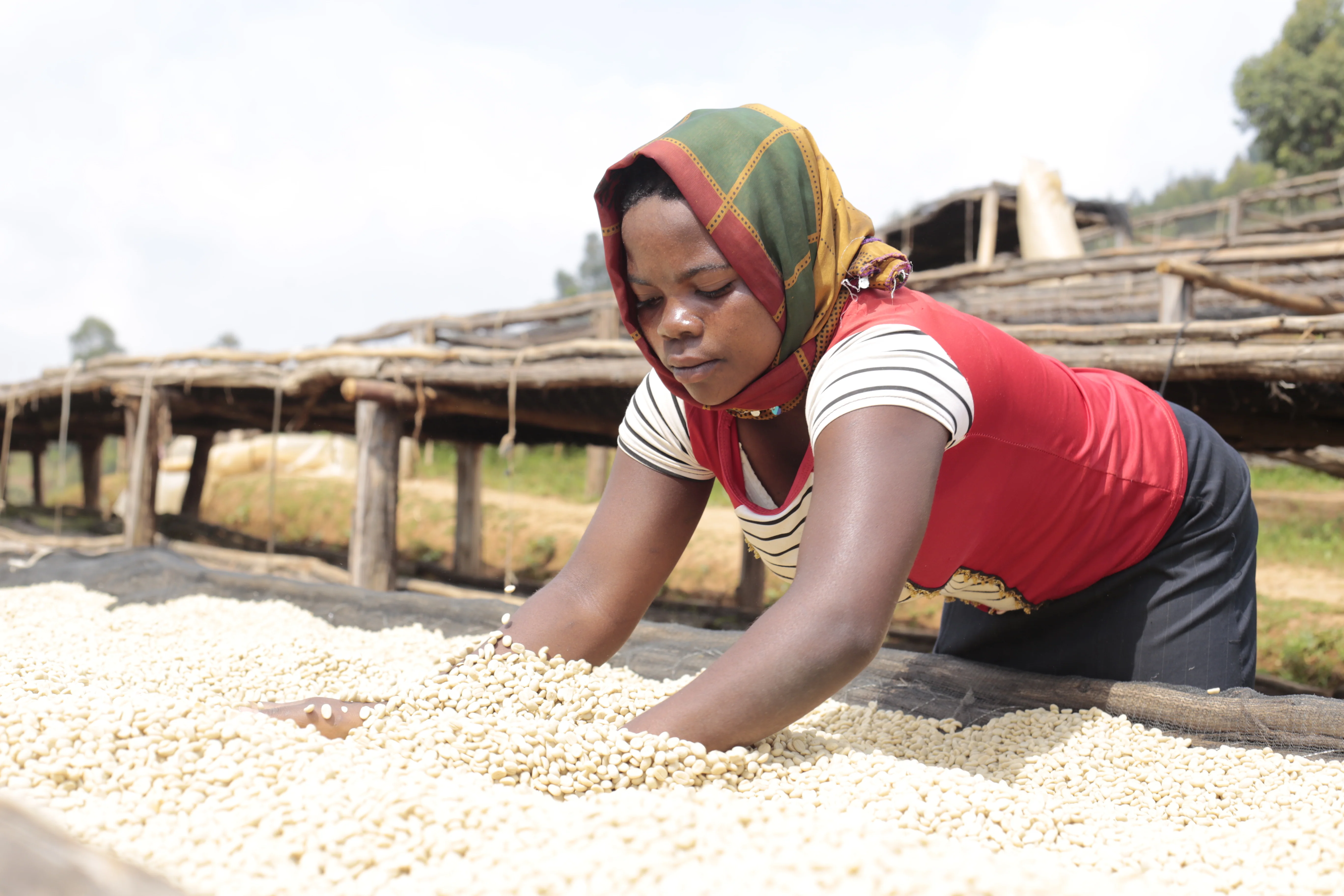 Masenga. Café de Burundi. - Image 6