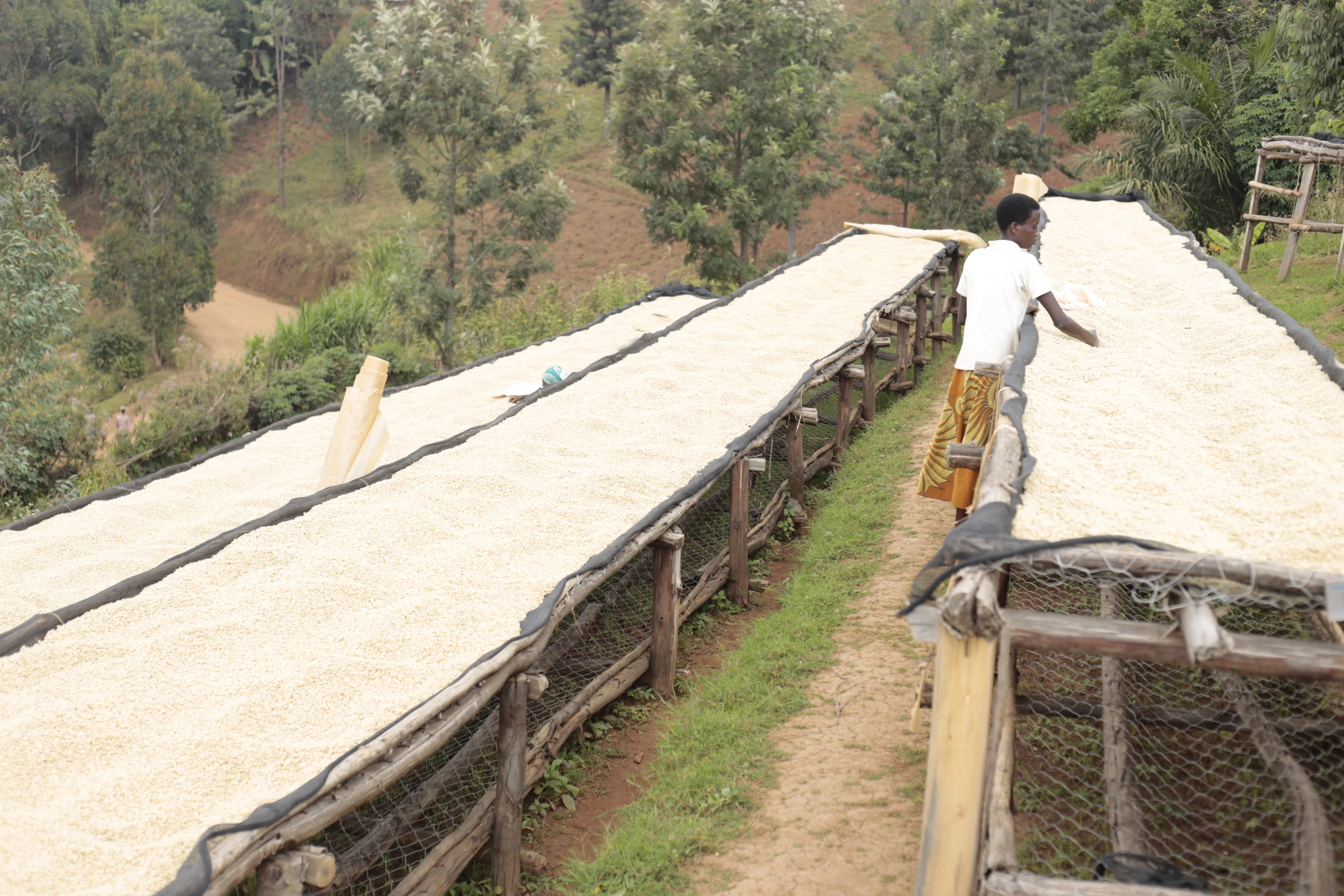 Masenga. Café de Burundi. - Image 7