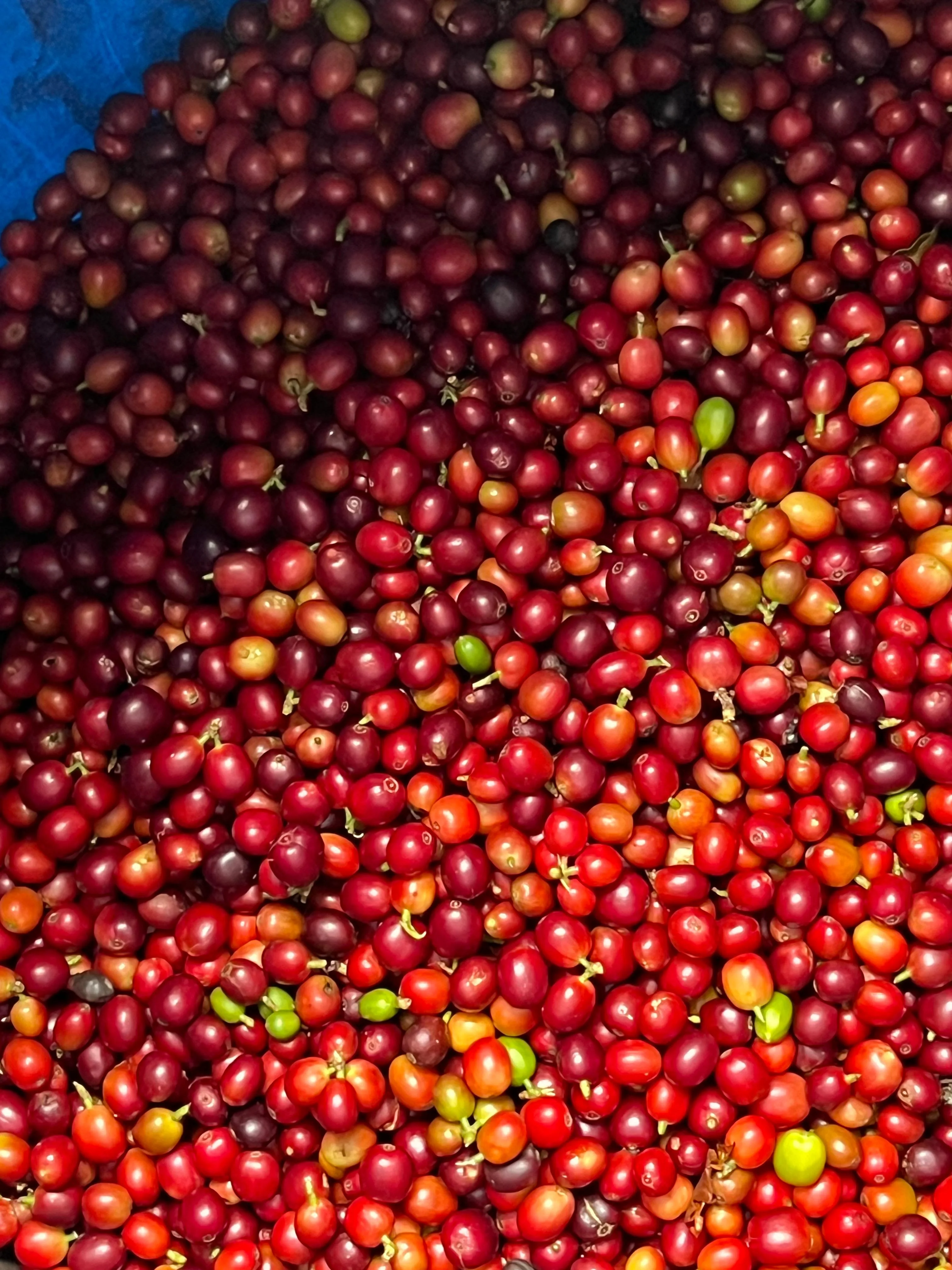 Mellow Spice. Café de Colombia - Image 2