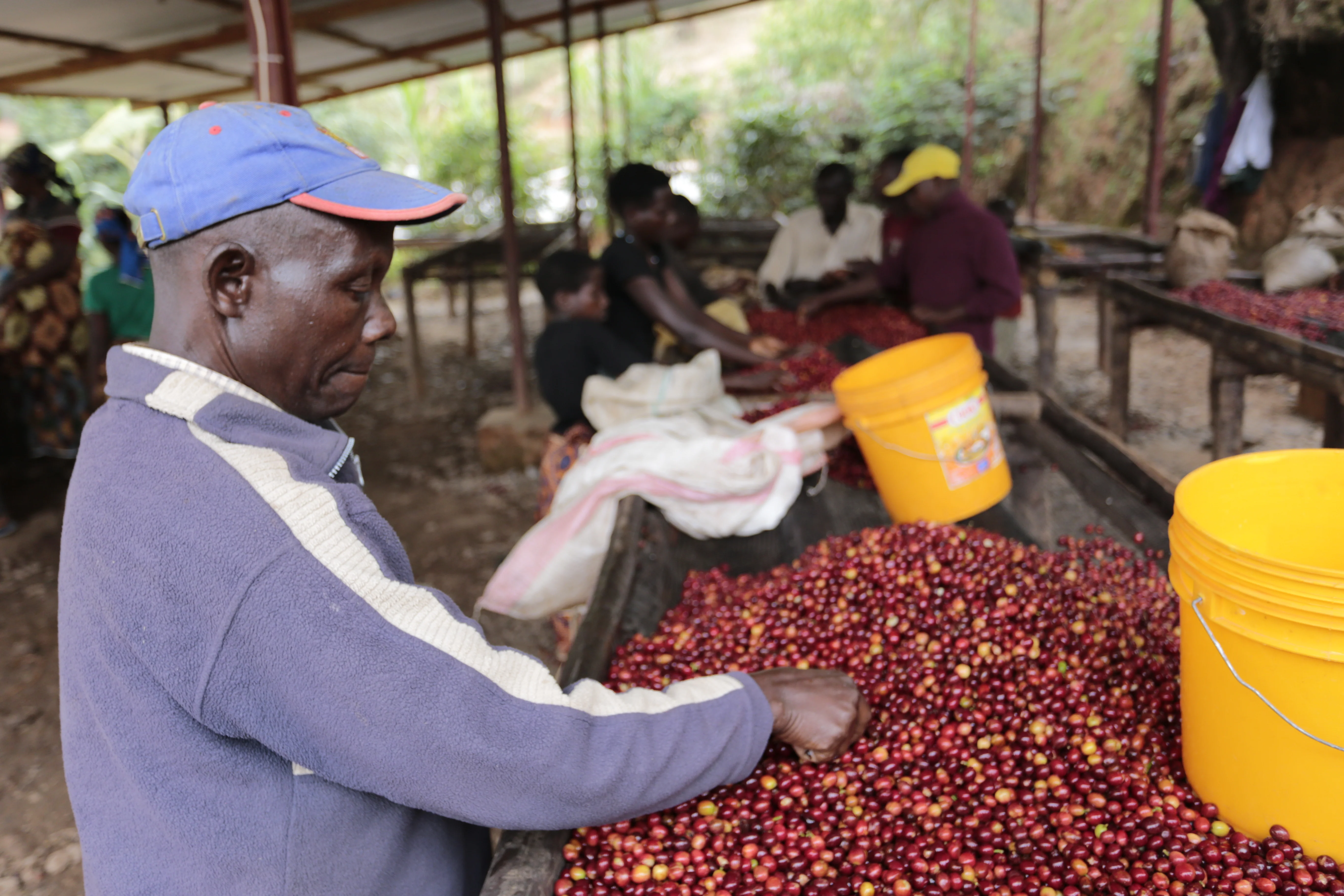 Migoti Hill. Café de Burundi. - Image 2