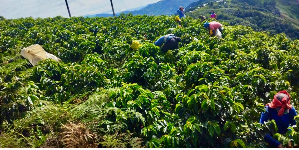Miramar. Café de Colombia - Image 2