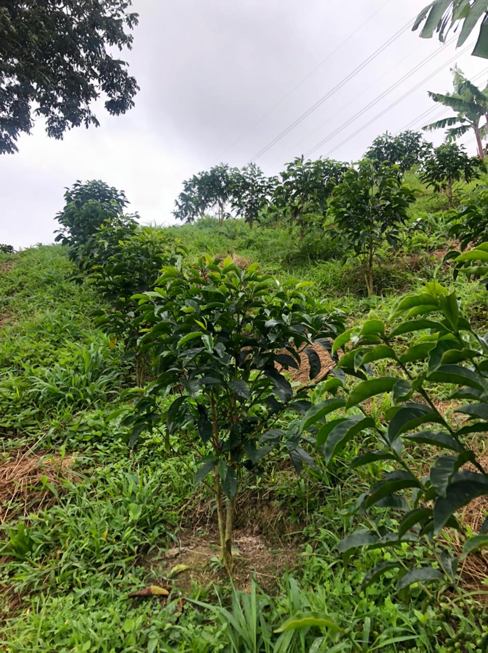 Monteblanco. Citric Washed. Café de Colombia. - Image 6