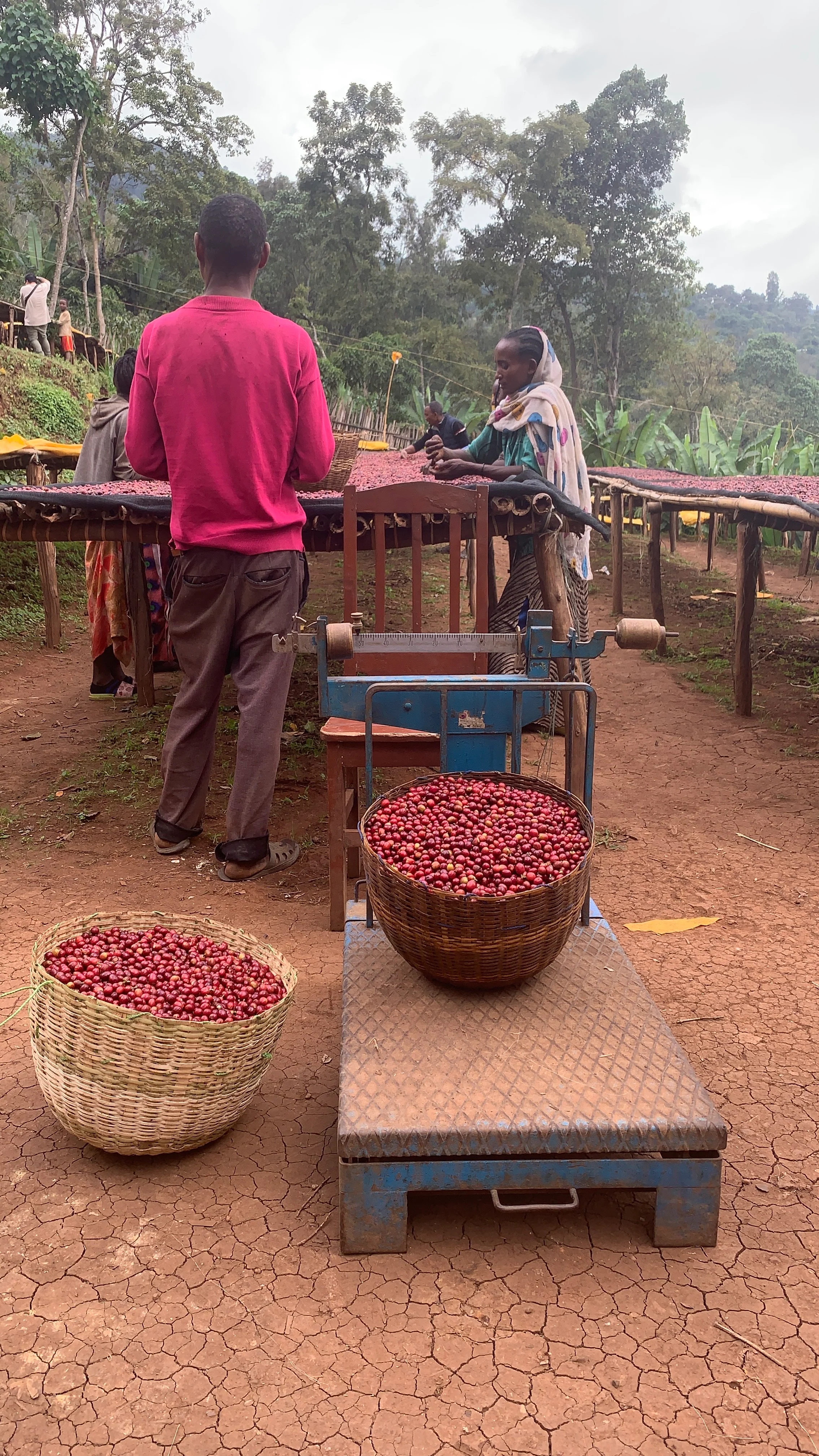 Murago. Cafe de Etiopia - Image 2