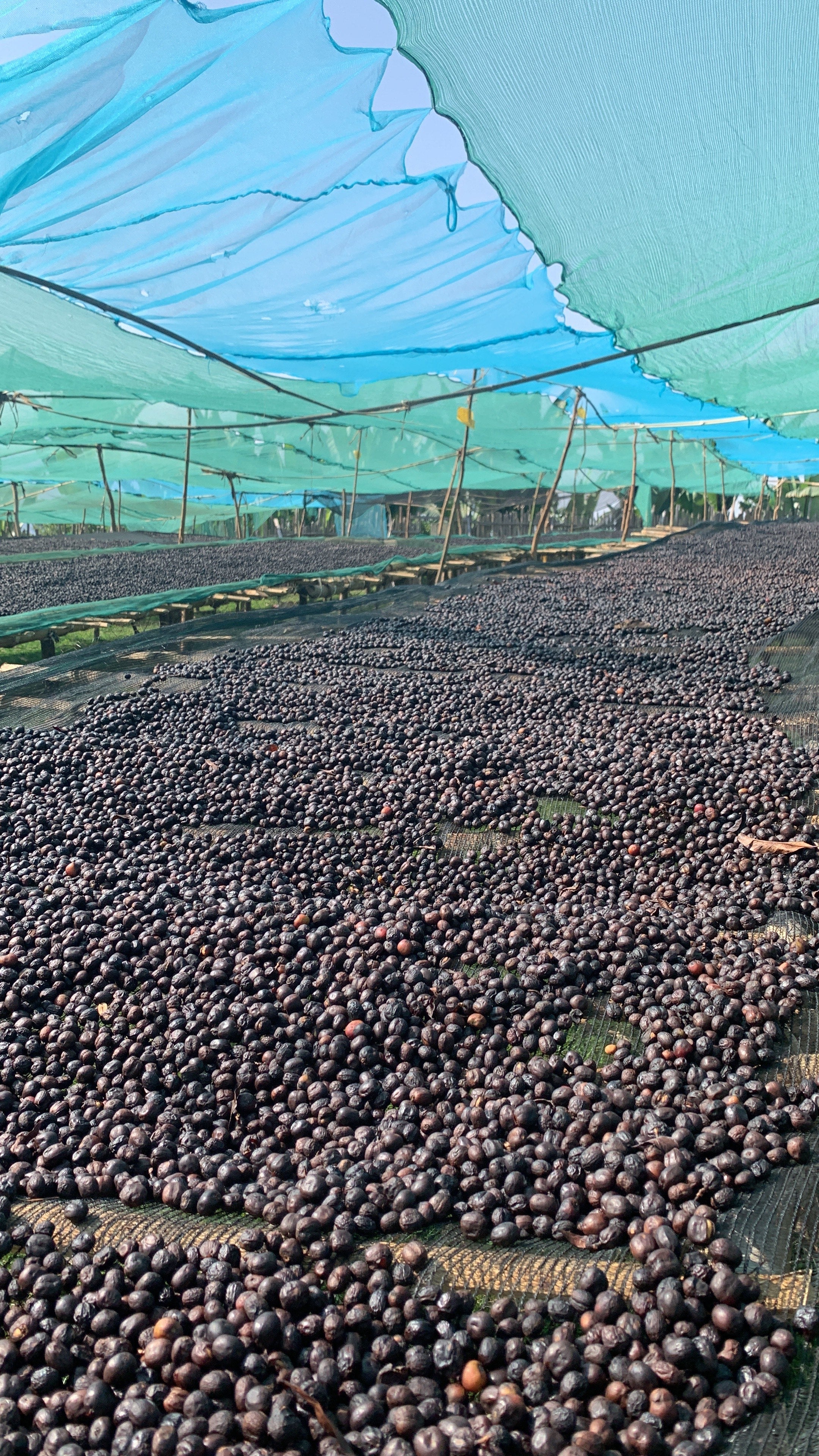 Murago. Cafe de Etiopia - Image 4