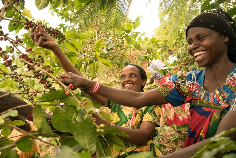 Musaza. Café de Ruanda - Image 2