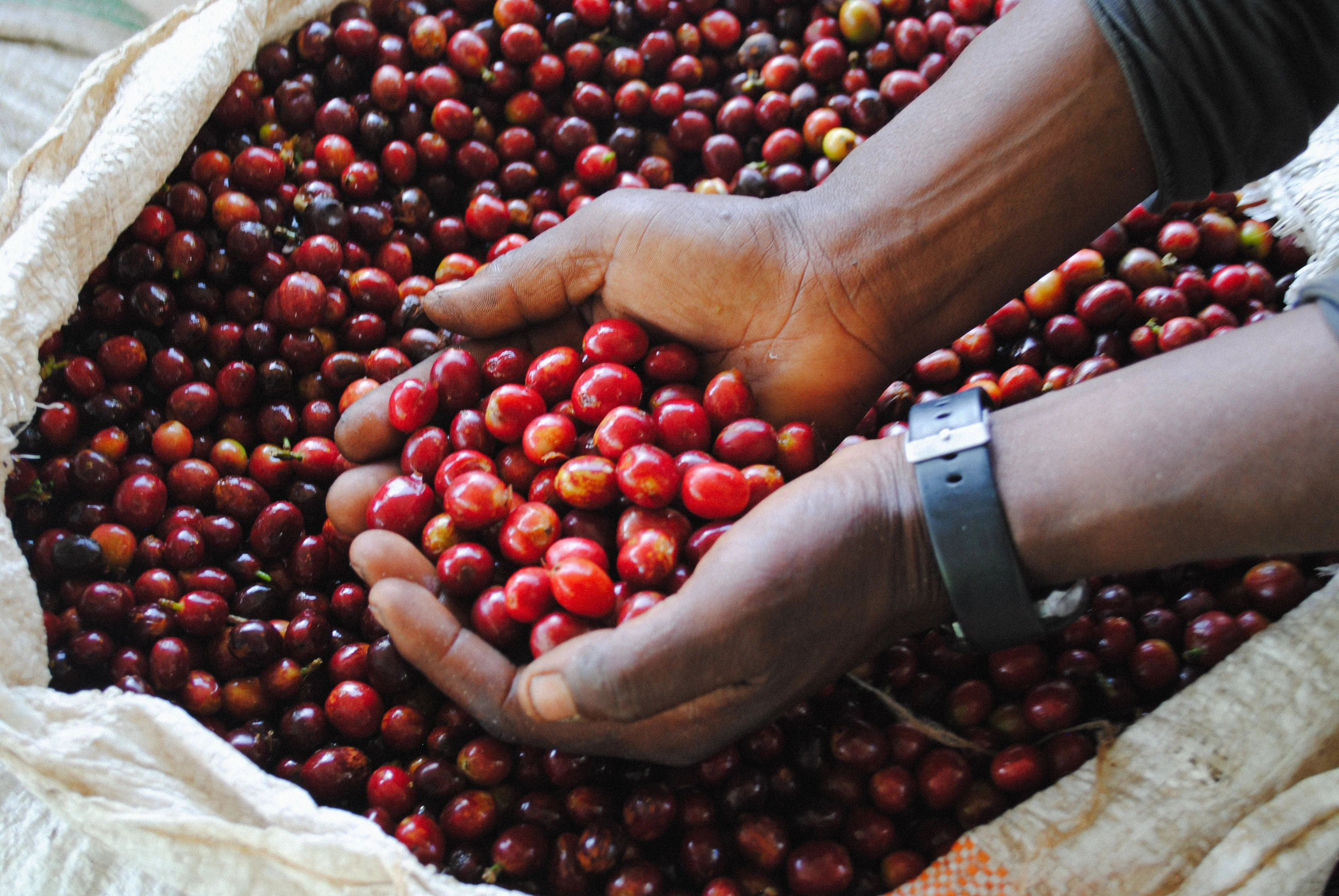 Musaza. Café de Ruanda - Image 4