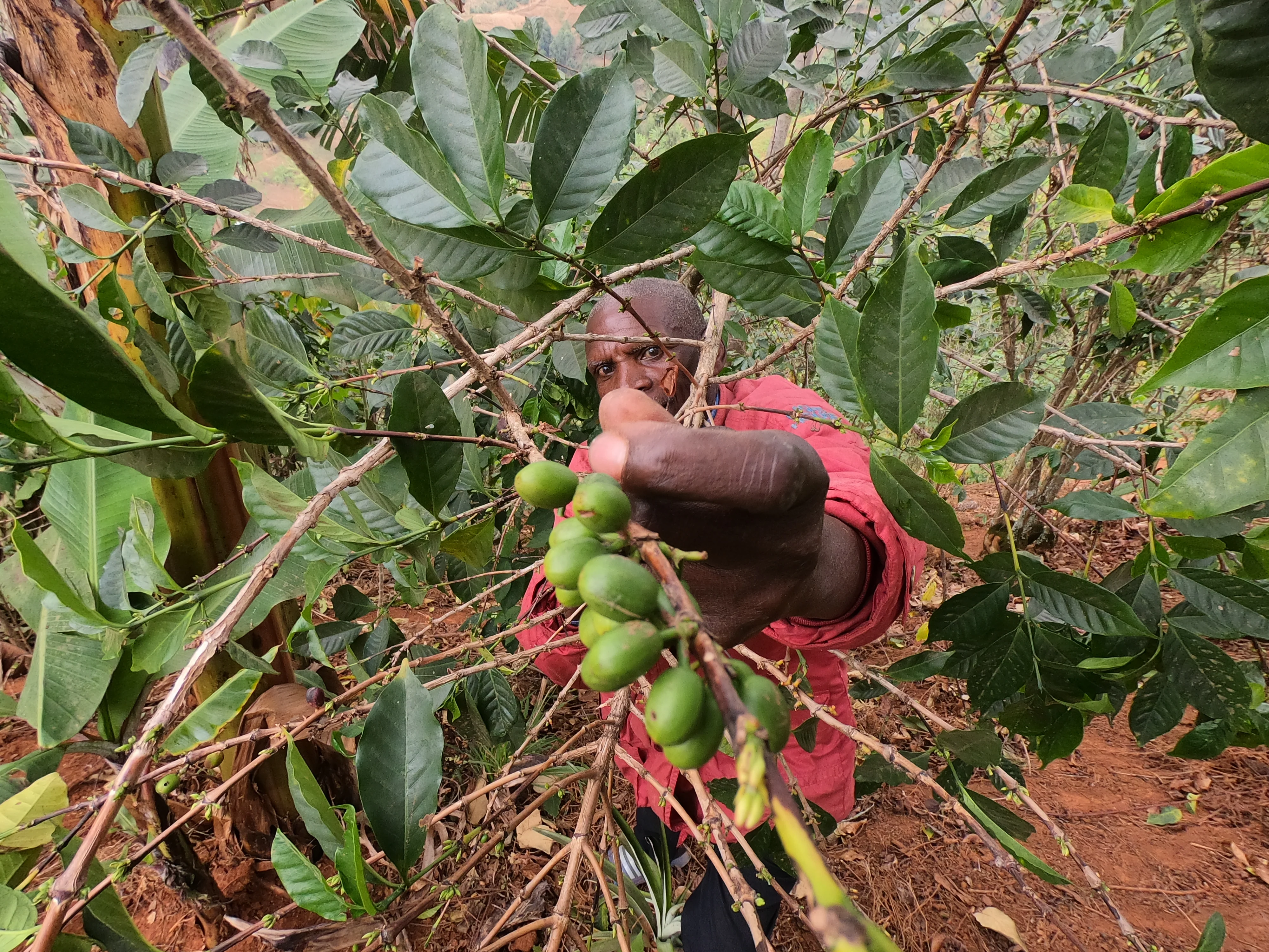 Mutambu Hill. Café de Burundi. - Image 2