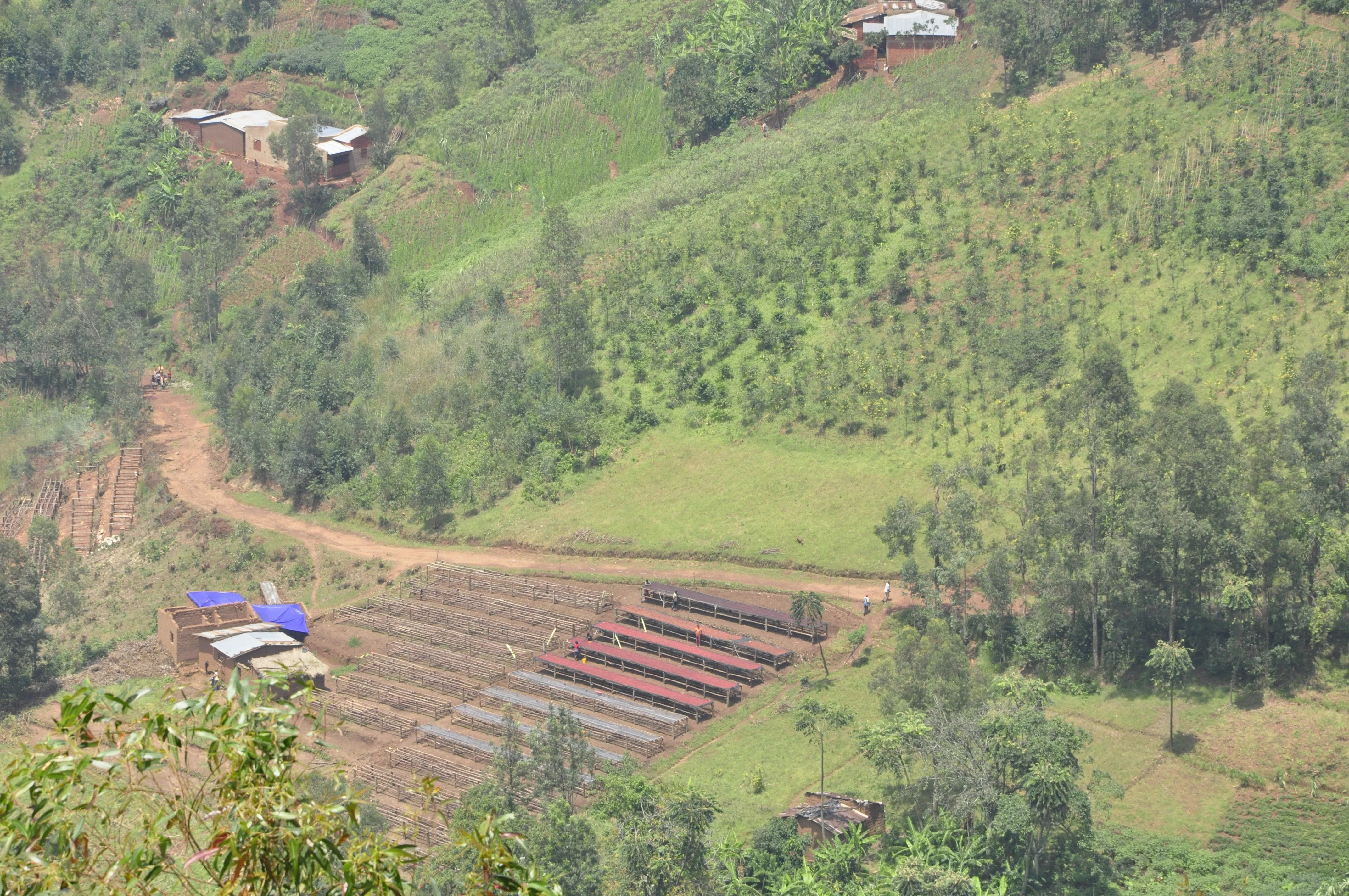 Mutambu Hill. Café de Burundi. - Image 3