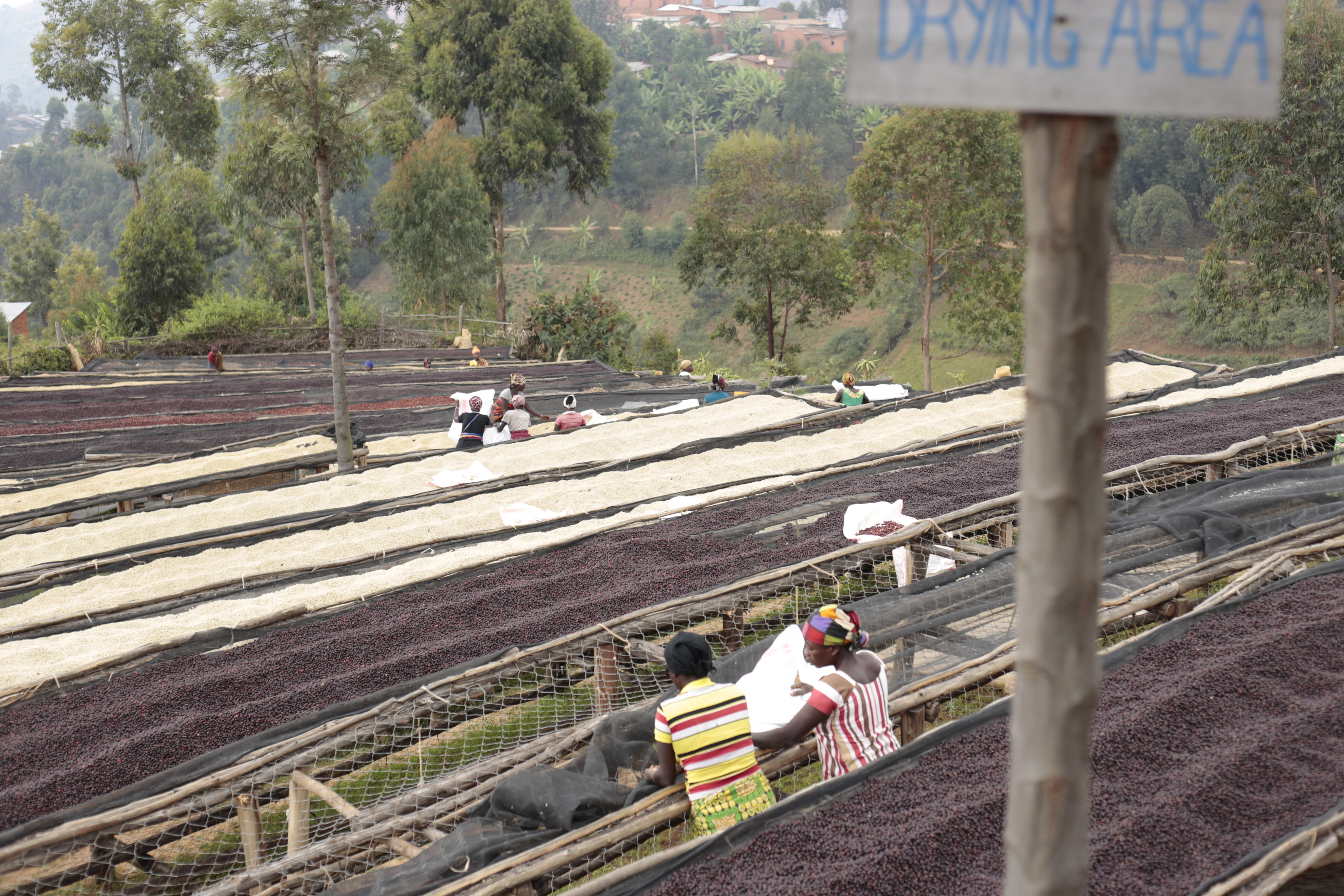 Mutambu Hill. Café de Burundi. - Image 4
