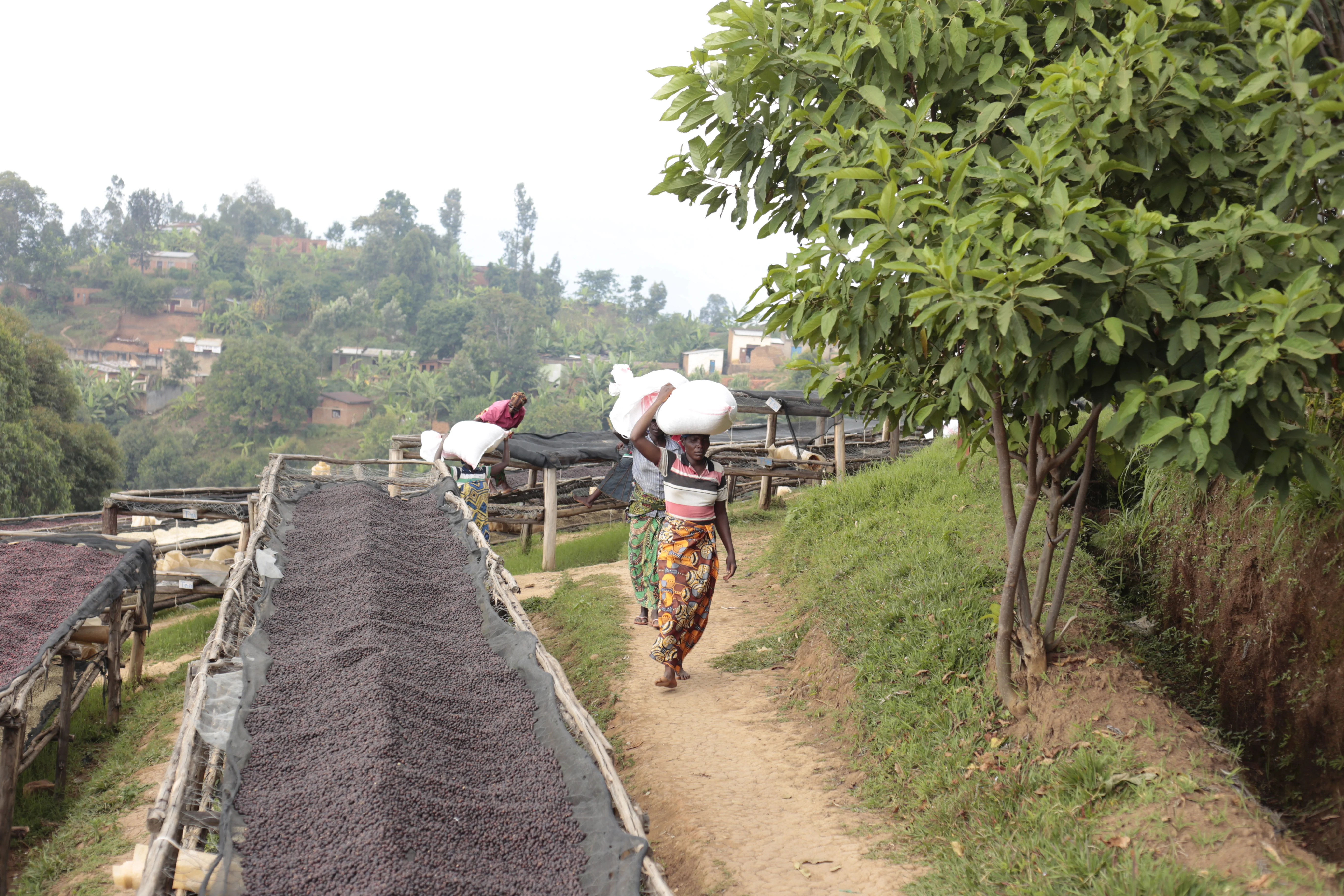 Mutambu Hill. Café de Burundi. - Image 5