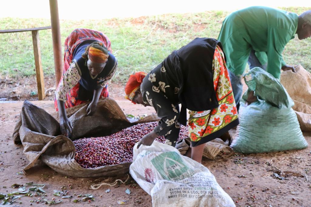 Ndunduri. Café de Kenia - Image 2