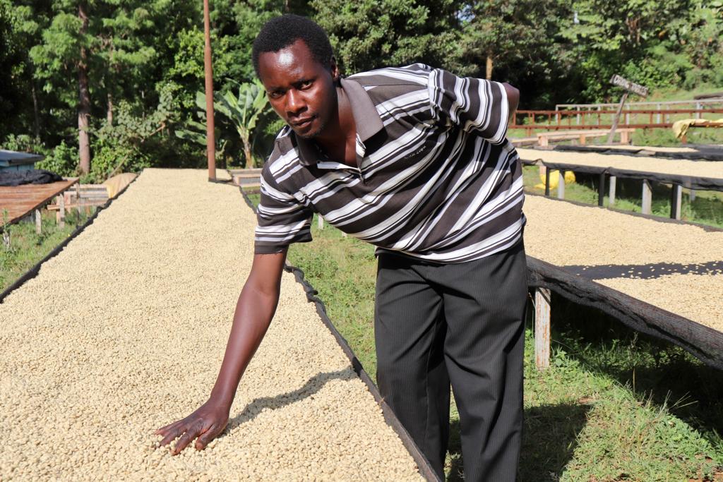 Ndunduri. Café de Kenia - Image 5