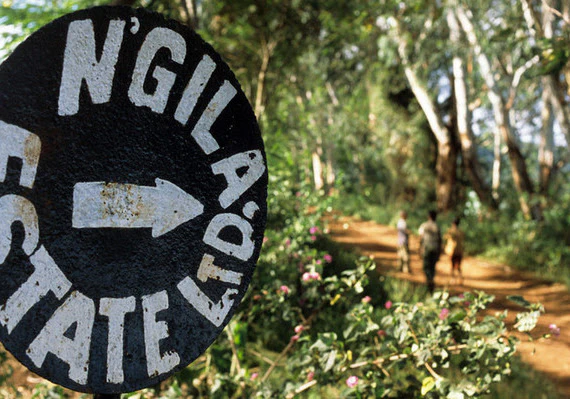 Ngila Estate. Café de Tanzania - Image 2