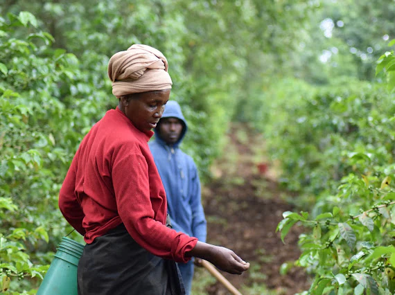 Ngila Estate. Café de Tanzania - Image 3