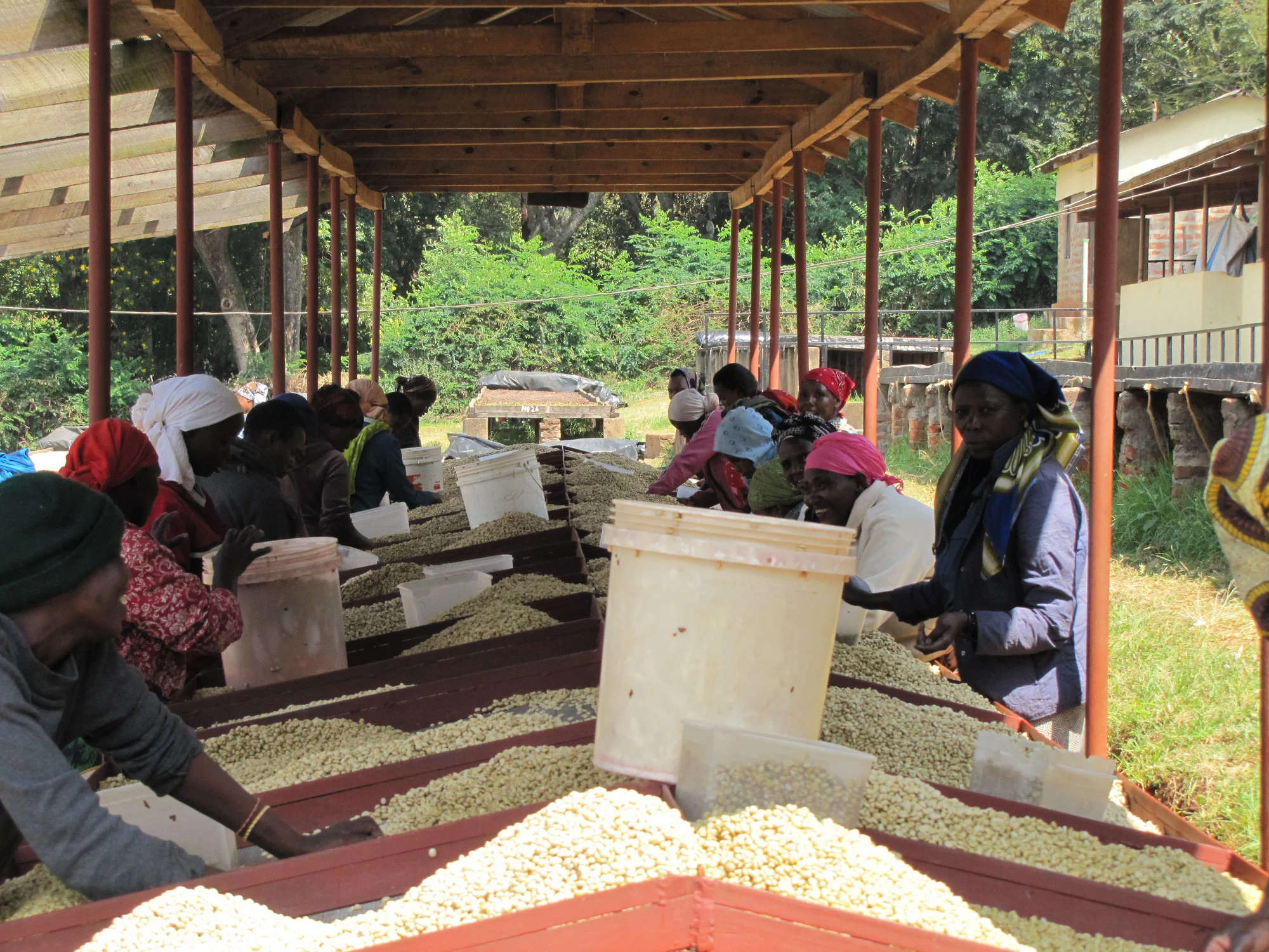 Ngila Estate. Café de Tanzania - Image 4