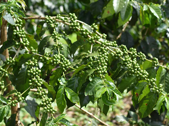 Ngila Estate. Geisha. Café de Tanzania - Image 2