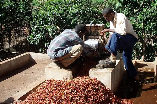 Ngila Estate. Geisha. Café de Tanzania - Image 3