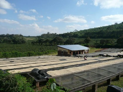 Ngila Estate. Geisha. Café de Tanzania - Image 4