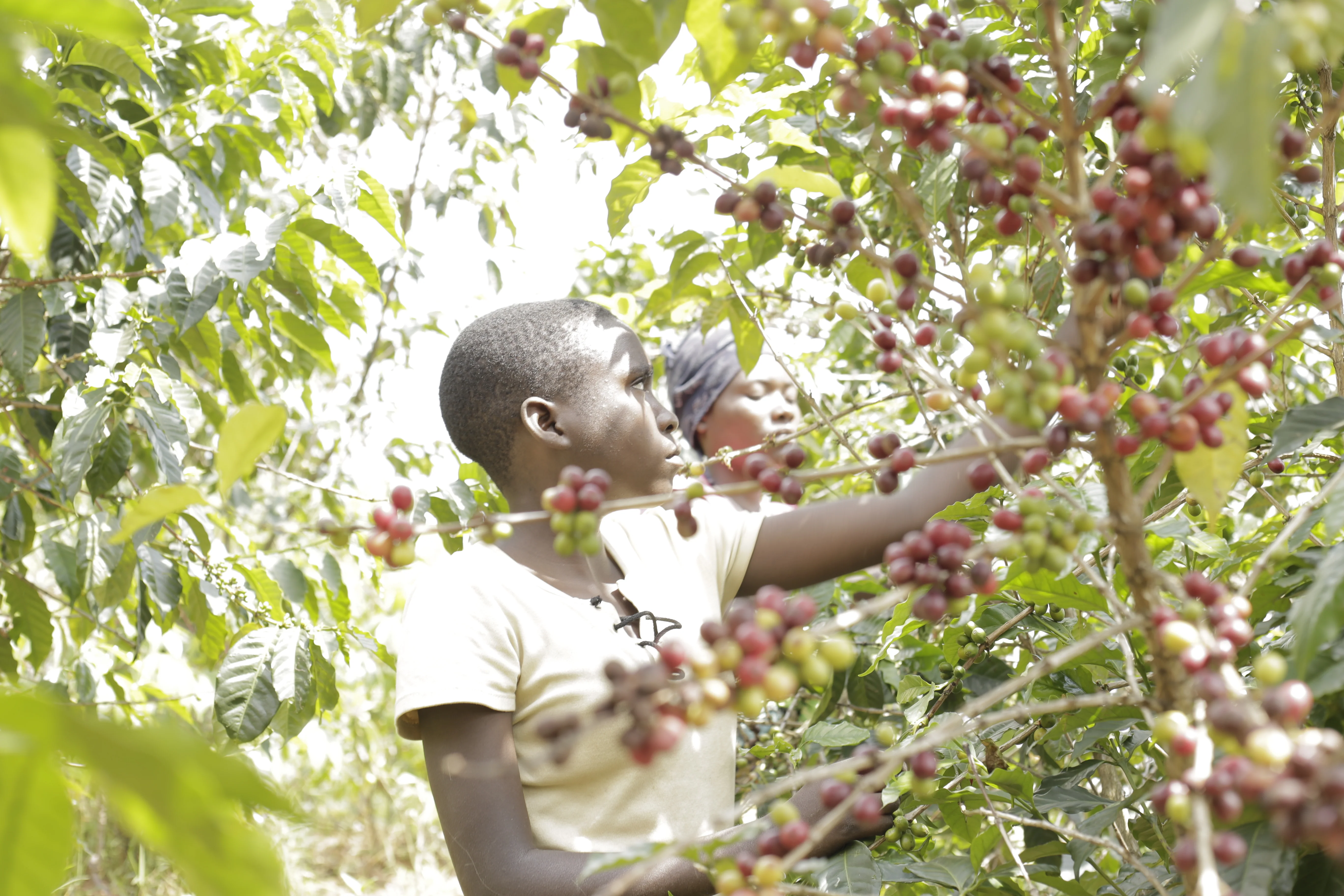 Nyabiraba Hill.Café de Burundi. - Image 2