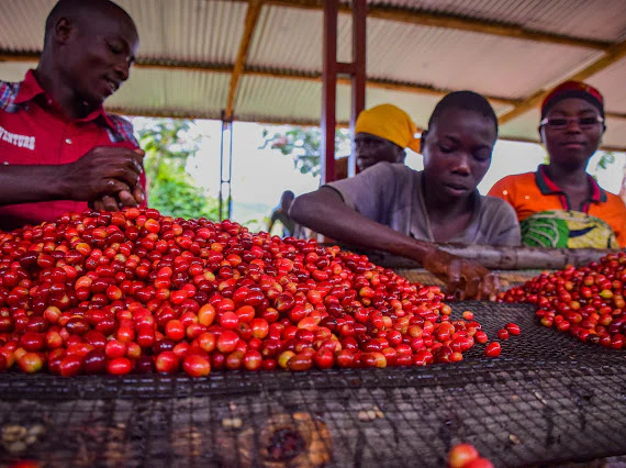 Nyabiraba Hill.Café de Burundi. - Image 3