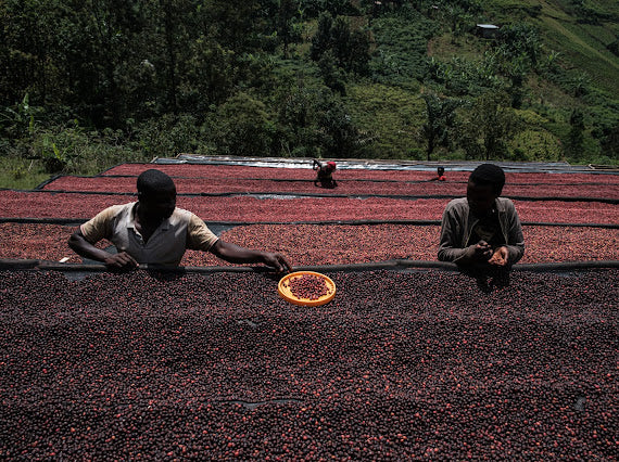 Nyabiraba Hill.Café de Burundi. - Image 4