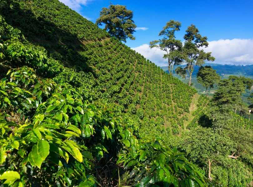 Paraiso 92. Café de Colombia - Image 2